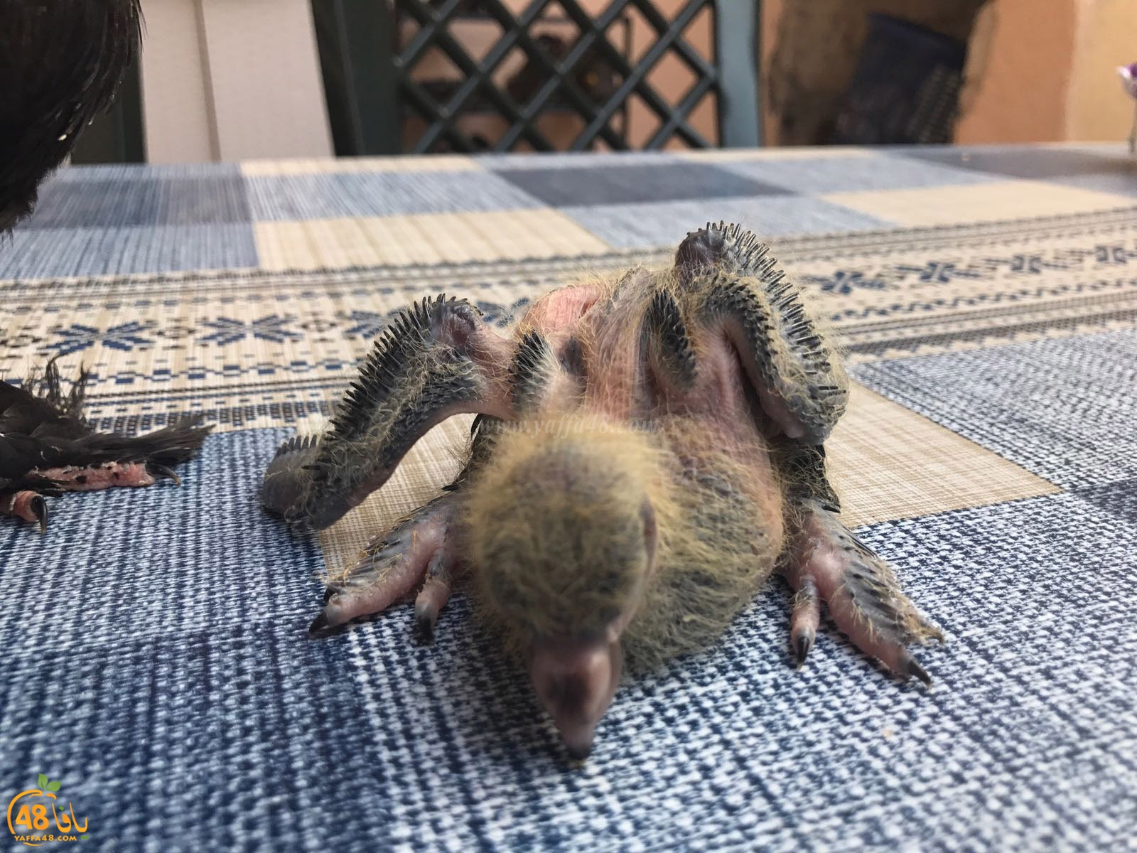 zohdi 3ashoor 7amam (22).jpg